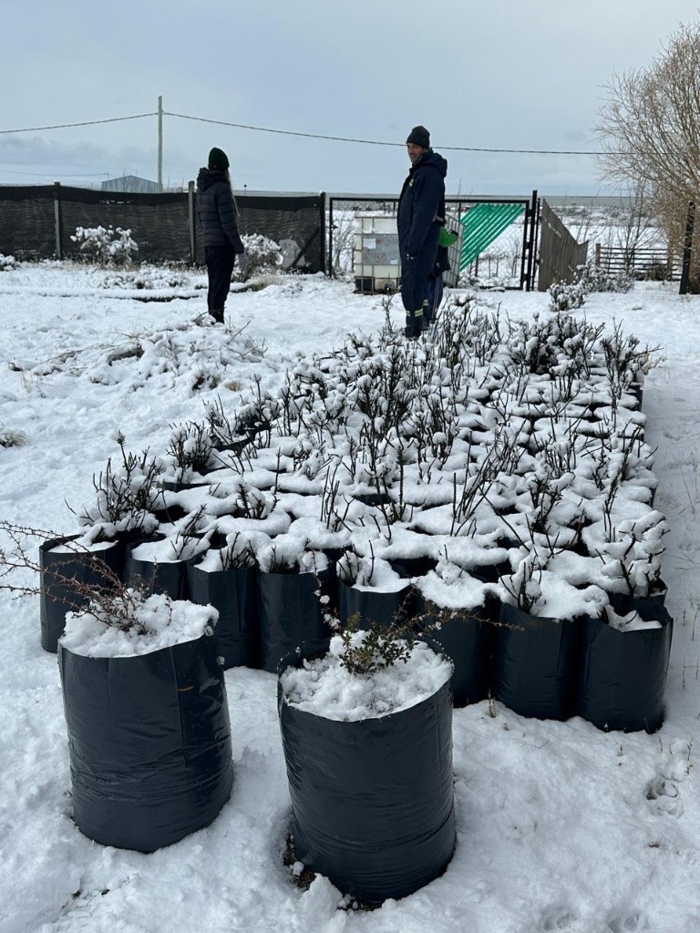 Trabajo de campo en vivero bajo nieve
